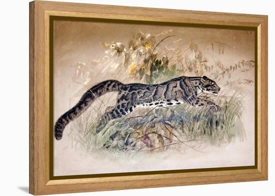 Clouded Leopard, 1851-69-Joseph Wolf-Framed Premier Image Canvas