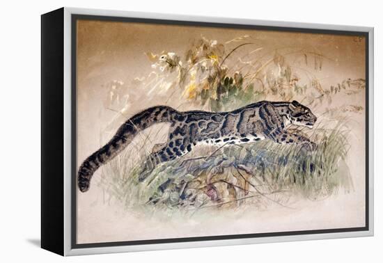Clouded Leopard, 1851-69-Joseph Wolf-Framed Premier Image Canvas