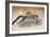 Clouded Leopard, 1851-69-Joseph Wolf-Framed Giclee Print