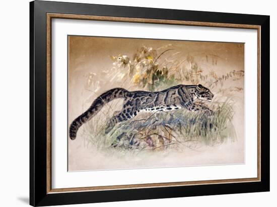 Clouded Leopard, 1851-69-Joseph Wolf-Framed Giclee Print