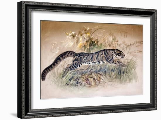 Clouded Leopard, 1851-69-Joseph Wolf-Framed Giclee Print