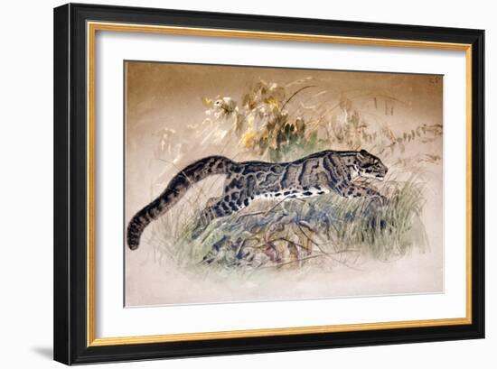 Clouded Leopard, 1851-69-Joseph Wolf-Framed Giclee Print