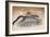 Clouded Leopard, 1851-69-Joseph Wolf-Framed Giclee Print