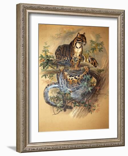 Clouded Leopard, 1861-Joseph Wolf-Framed Giclee Print