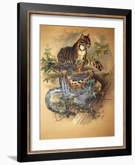 Clouded Leopard, 1861-Joseph Wolf-Framed Giclee Print