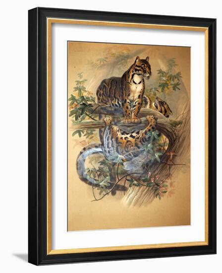 Clouded Leopard, 1861-Joseph Wolf-Framed Giclee Print