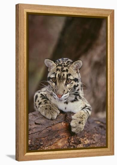 Clouded Leopard Cub-DLILLC-Framed Premier Image Canvas