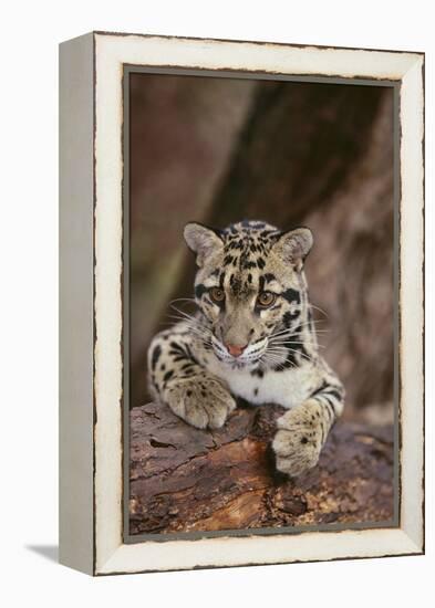 Clouded Leopard Cub-DLILLC-Framed Premier Image Canvas