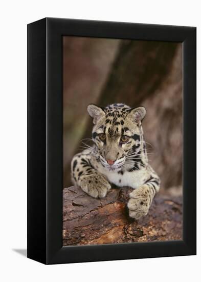 Clouded Leopard Cub-DLILLC-Framed Premier Image Canvas