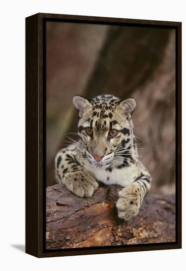 Clouded Leopard Cub-DLILLC-Framed Premier Image Canvas