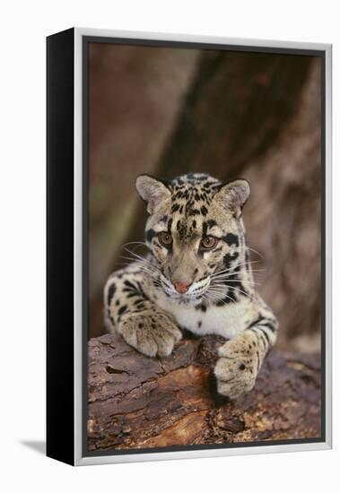 Clouded Leopard Cub-DLILLC-Framed Premier Image Canvas