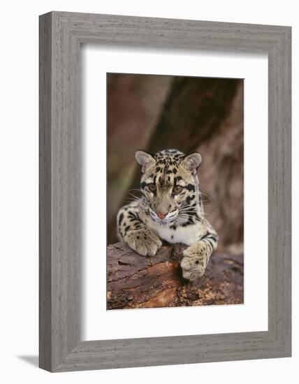 Clouded Leopard Cub-DLILLC-Framed Photographic Print