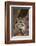 Clouded Leopard Cub-DLILLC-Framed Photographic Print