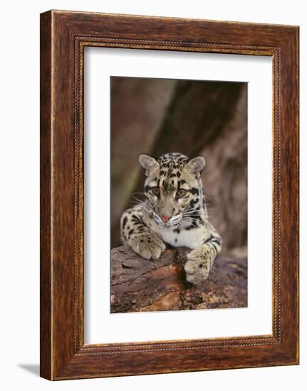 Clouded Leopard Cub-DLILLC-Framed Photographic Print