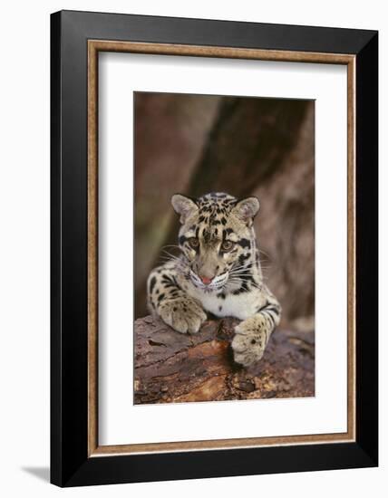 Clouded Leopard Cub-DLILLC-Framed Photographic Print