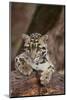 Clouded Leopard Cub-DLILLC-Mounted Photographic Print