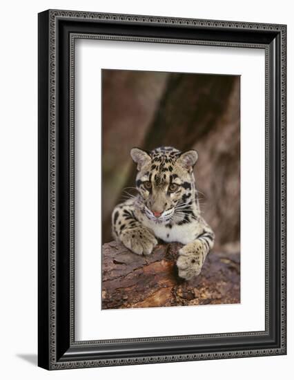 Clouded Leopard Cub-DLILLC-Framed Photographic Print