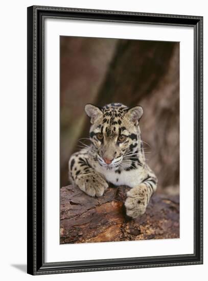 Clouded Leopard Cub-DLILLC-Framed Photographic Print