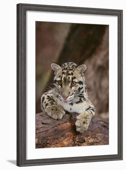 Clouded Leopard Cub-DLILLC-Framed Photographic Print