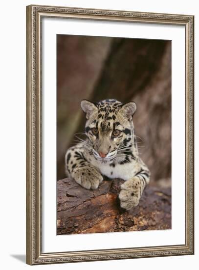 Clouded Leopard Cub-DLILLC-Framed Photographic Print