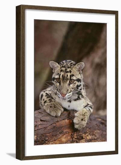 Clouded Leopard Cub-DLILLC-Framed Photographic Print