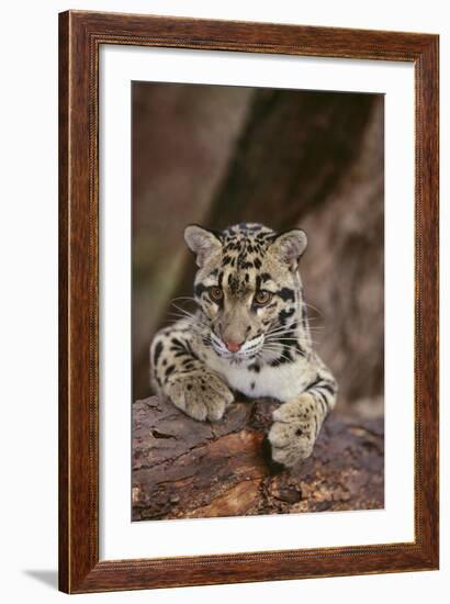 Clouded Leopard Cub-DLILLC-Framed Photographic Print