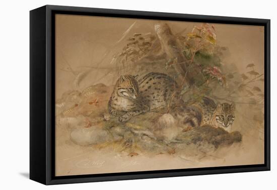 Clouded Leopard (Fleis Macrocelis)-Joseph Wolf-Framed Premier Image Canvas