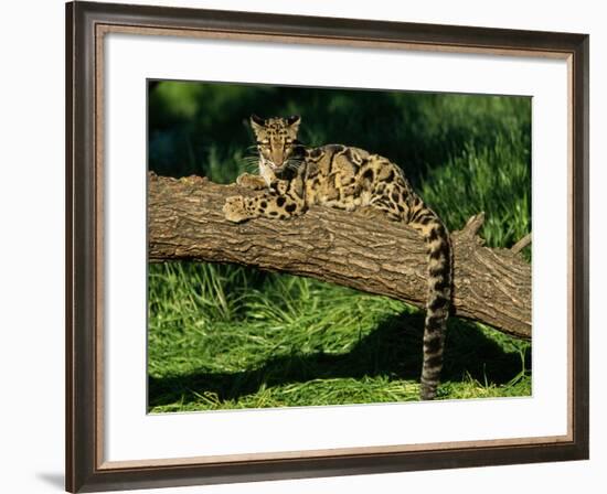 Clouded Leopard Resting on Log-null-Framed Photographic Print