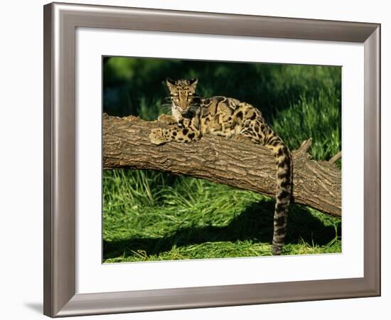 Clouded Leopard Resting on Log-null-Framed Photographic Print