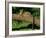 Clouded Leopard Resting on Log-null-Framed Photographic Print