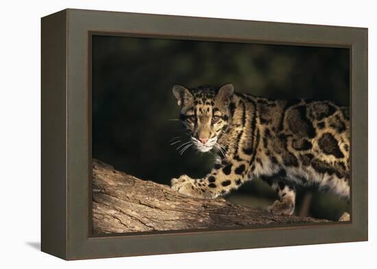 Clouded Leopard Walking on Tree Branch-DLILLC-Framed Premier Image Canvas