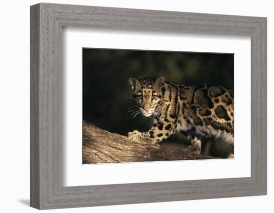 Clouded Leopard Walking on Tree Branch-DLILLC-Framed Photographic Print