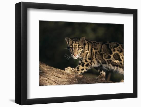 Clouded Leopard Walking on Tree Branch-DLILLC-Framed Photographic Print