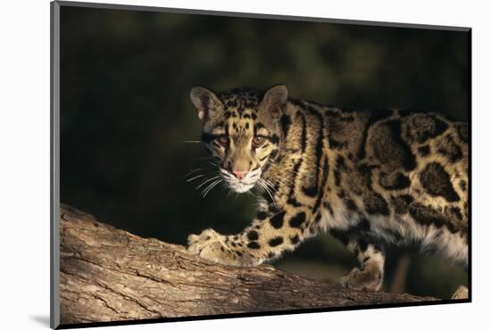 Clouded Leopard Walking on Tree Branch-DLILLC-Mounted Photographic Print