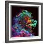 Clouded Monkey 1-null-Framed Art Print