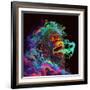 Clouded Monkey 1-null-Framed Art Print