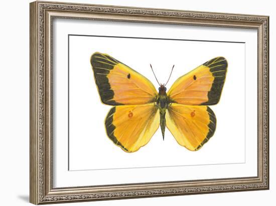 Clouded Sulfur Butterfly (Colias Philodice), Insects-Encyclopaedia Britannica-Framed Art Print