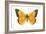 Clouded Sulfur Butterfly (Colias Philodice), Insects-Encyclopaedia Britannica-Framed Art Print