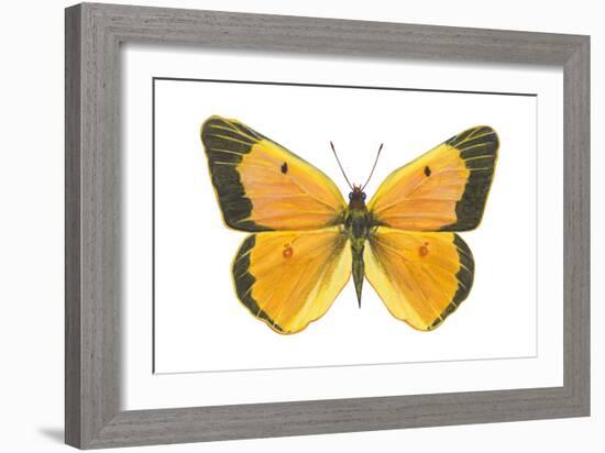 Clouded Sulfur Butterfly (Colias Philodice), Insects-Encyclopaedia Britannica-Framed Art Print