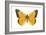 Clouded Sulfur Butterfly (Colias Philodice), Insects-Encyclopaedia Britannica-Framed Art Print