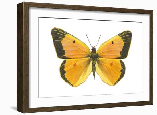 Clouded Sulfur Butterfly (Colias Philodice), Insects-Encyclopaedia Britannica-Framed Art Print