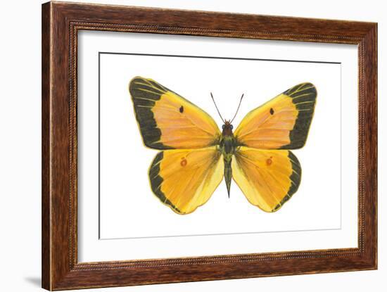 Clouded Sulfur Butterfly (Colias Philodice), Insects-Encyclopaedia Britannica-Framed Art Print