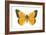 Clouded Sulfur Butterfly (Colias Philodice), Insects-Encyclopaedia Britannica-Framed Art Print