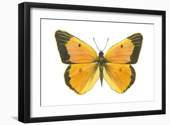 Clouded Sulfur Butterfly (Colias Philodice), Insects-Encyclopaedia Britannica-Framed Art Print