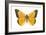 Clouded Sulfur Butterfly (Colias Philodice), Insects-Encyclopaedia Britannica-Framed Art Print