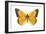 Clouded Sulfur Butterfly (Colias Philodice), Insects-Encyclopaedia Britannica-Framed Art Print