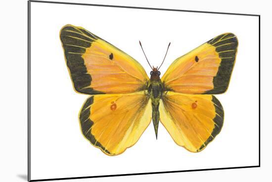 Clouded Sulfur Butterfly (Colias Philodice), Insects-Encyclopaedia Britannica-Mounted Art Print