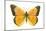 Clouded Sulfur Butterfly (Colias Philodice), Insects-Encyclopaedia Britannica-Mounted Art Print