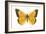 Clouded Sulfur Butterfly (Colias Philodice), Insects-Encyclopaedia Britannica-Framed Art Print