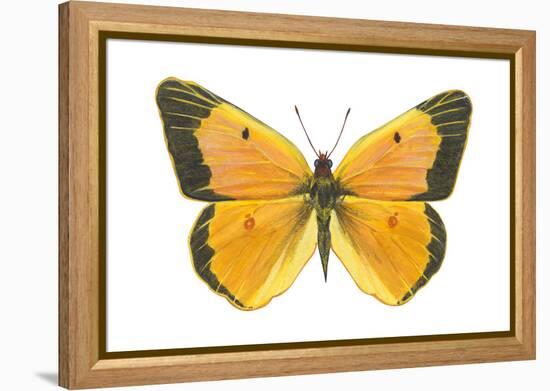 Clouded Sulfur Butterfly (Colias Philodice), Insects-Encyclopaedia Britannica-Framed Stretched Canvas